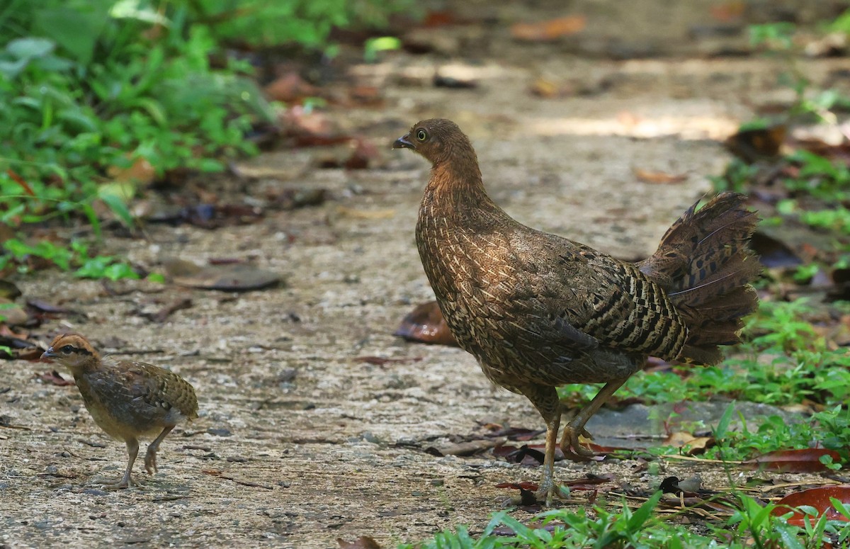 Sri Lanka Junglefowl - ML644202831