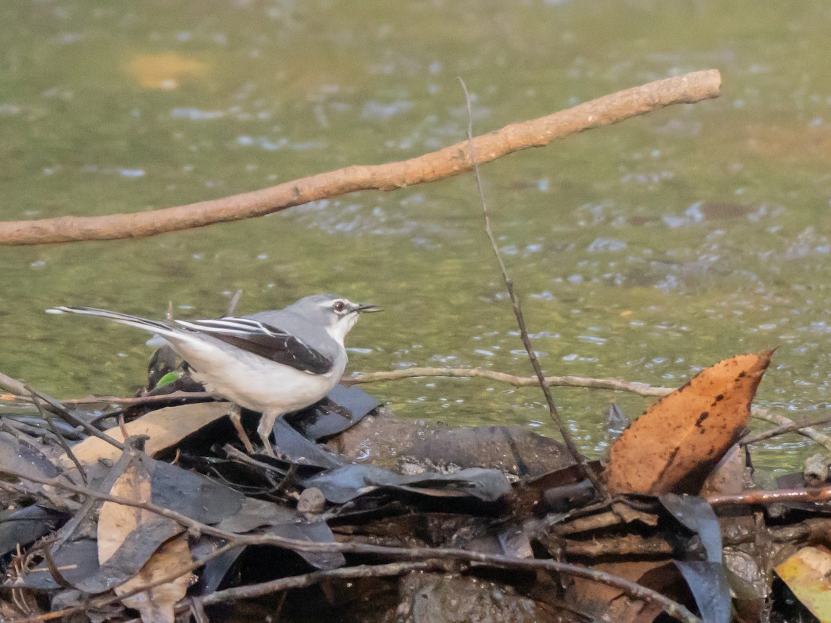 ハイイロハクセキレイ - ML644202841