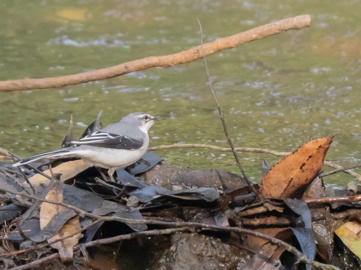 ハイイロハクセキレイ - ML644202842