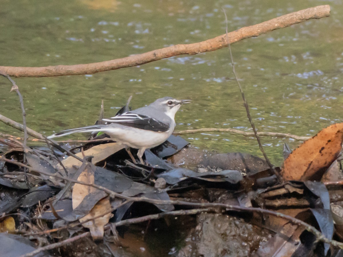 ハイイロハクセキレイ - ML644202843