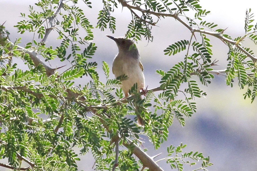 Желтогрудый апалис [группа flavida] - ML644202850