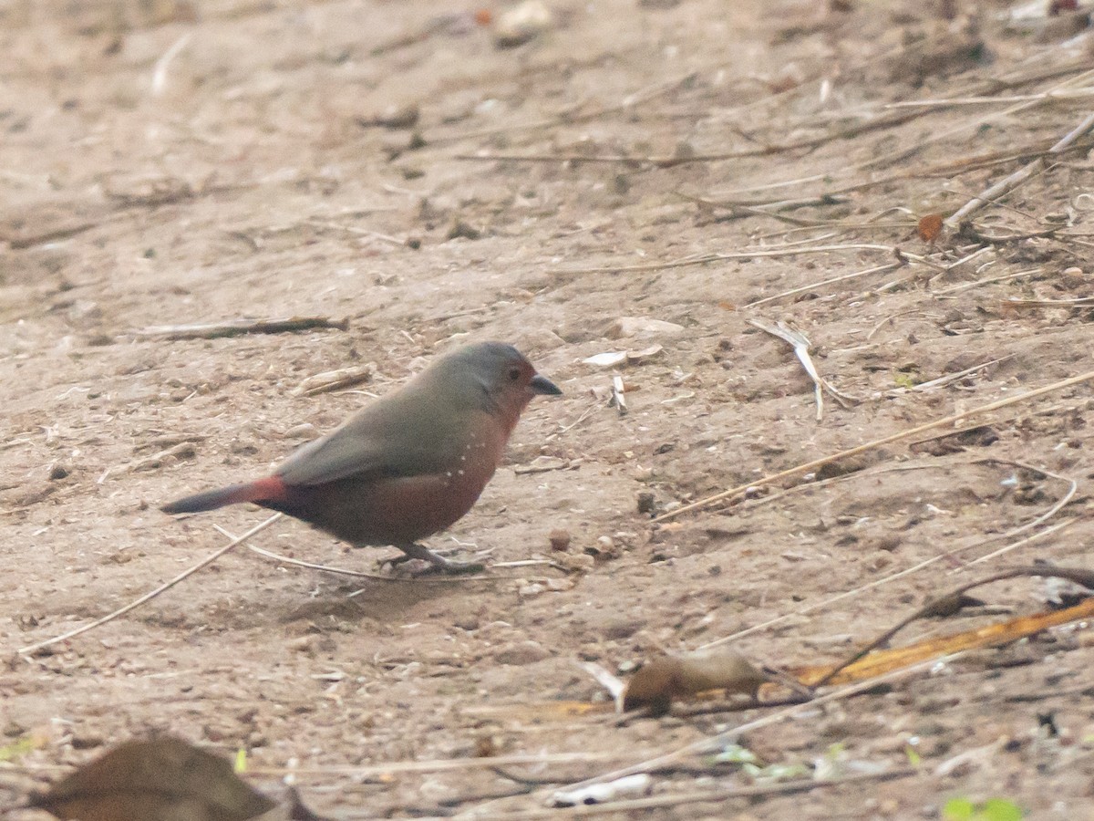 African Firefinch - ML644202855
