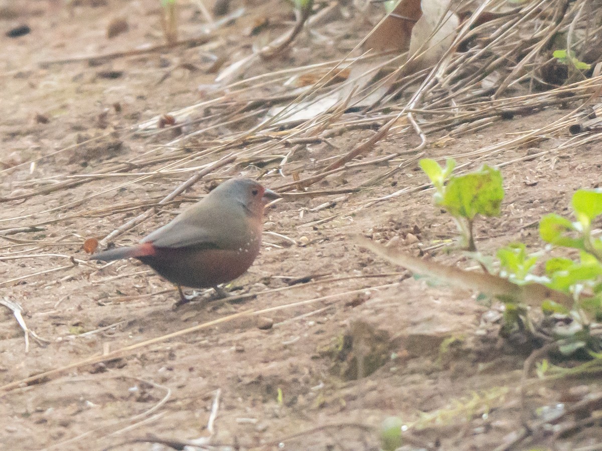 African Firefinch - ML644202856
