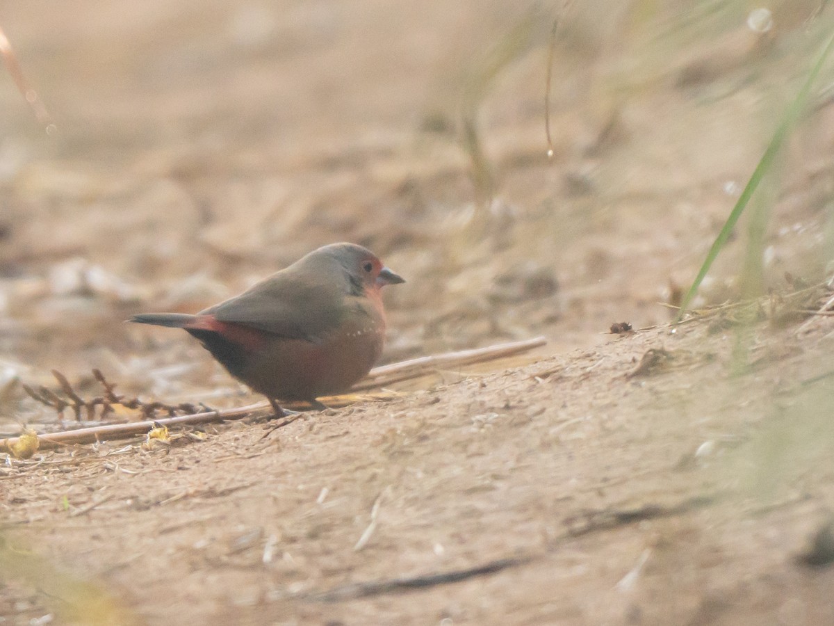 African Firefinch - ML644202857