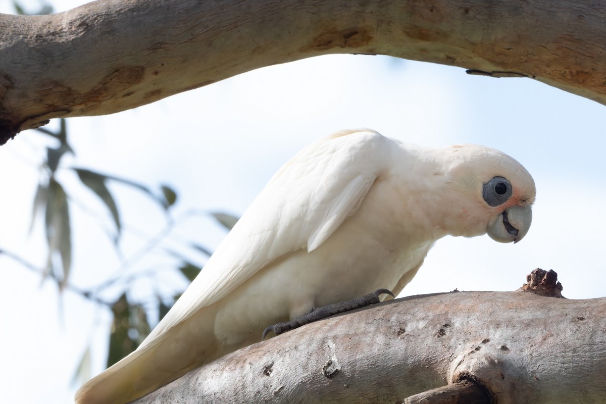 Cacatoès corella - ML644202866