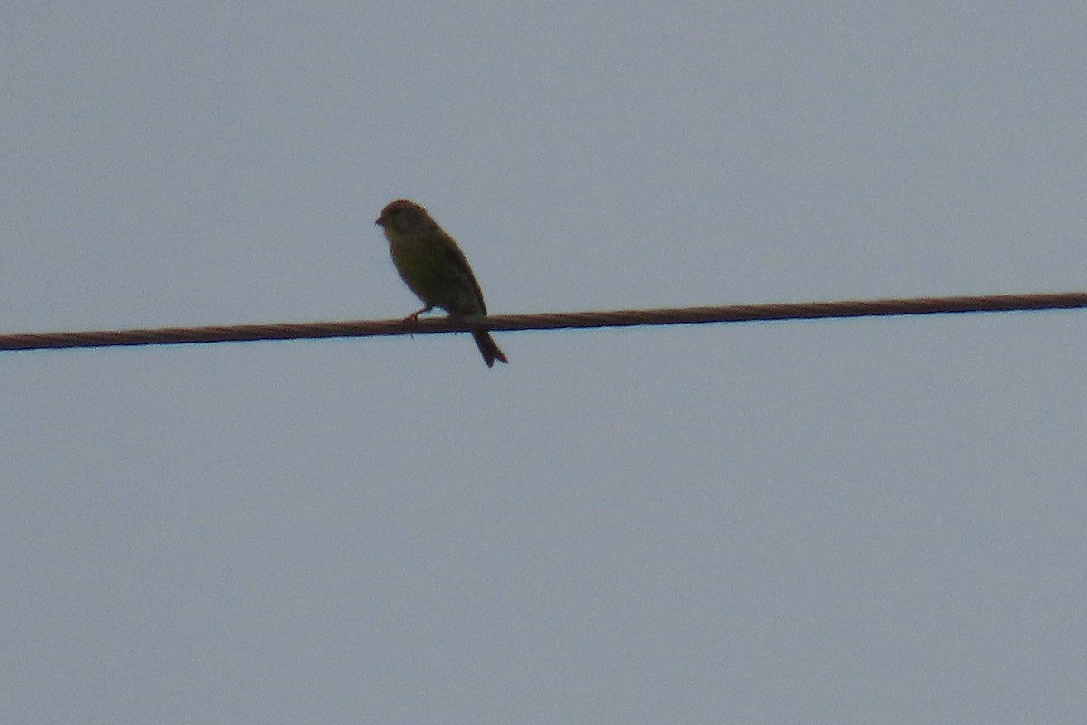 Verzellino - ML644202867