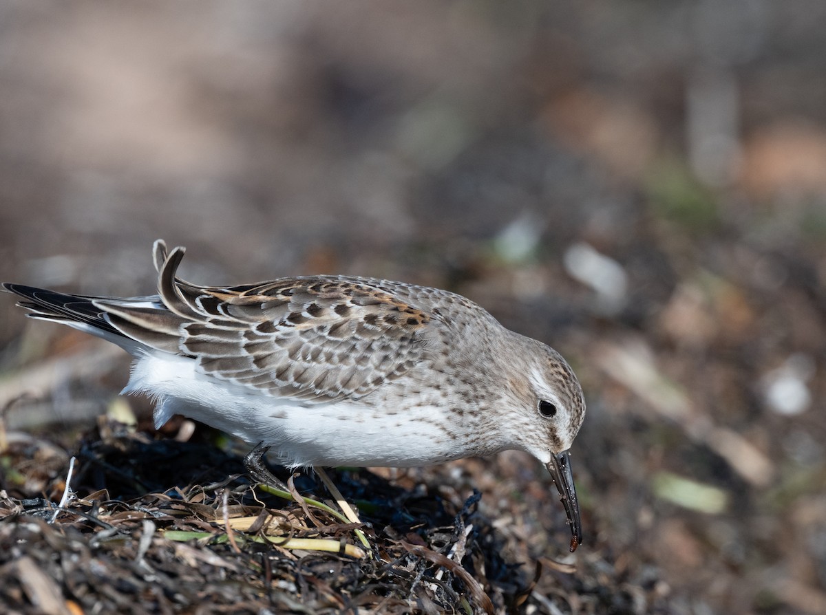 bonapartesnipe - ML644202885