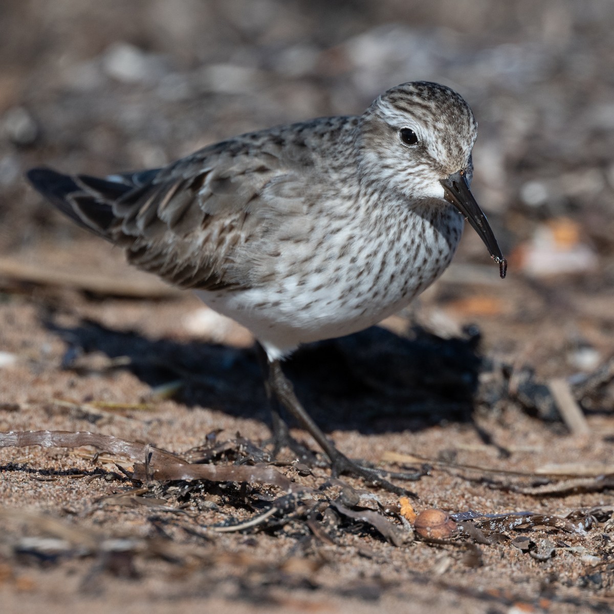 bonapartesnipe - ML644202897