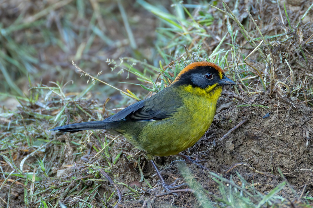 boliviakjerrspurv - ML644202900