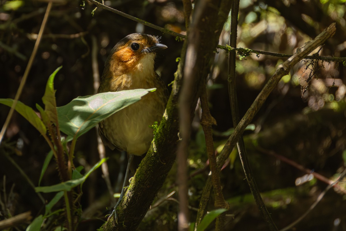 oransjekinnmaurpitta - ML644202908