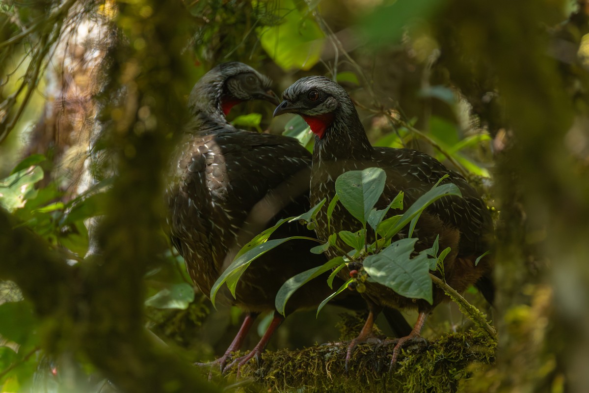 andeshokko - ML644202914