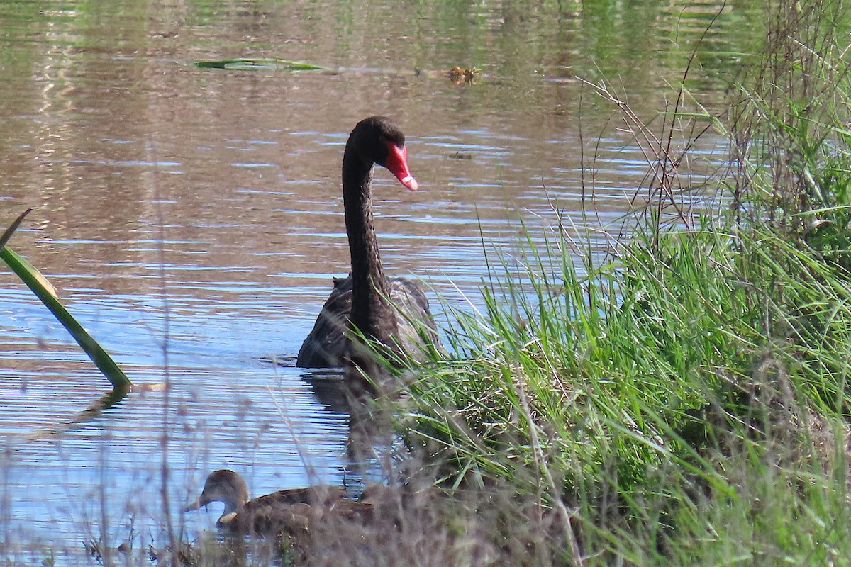 Cygne noir - ML644202919