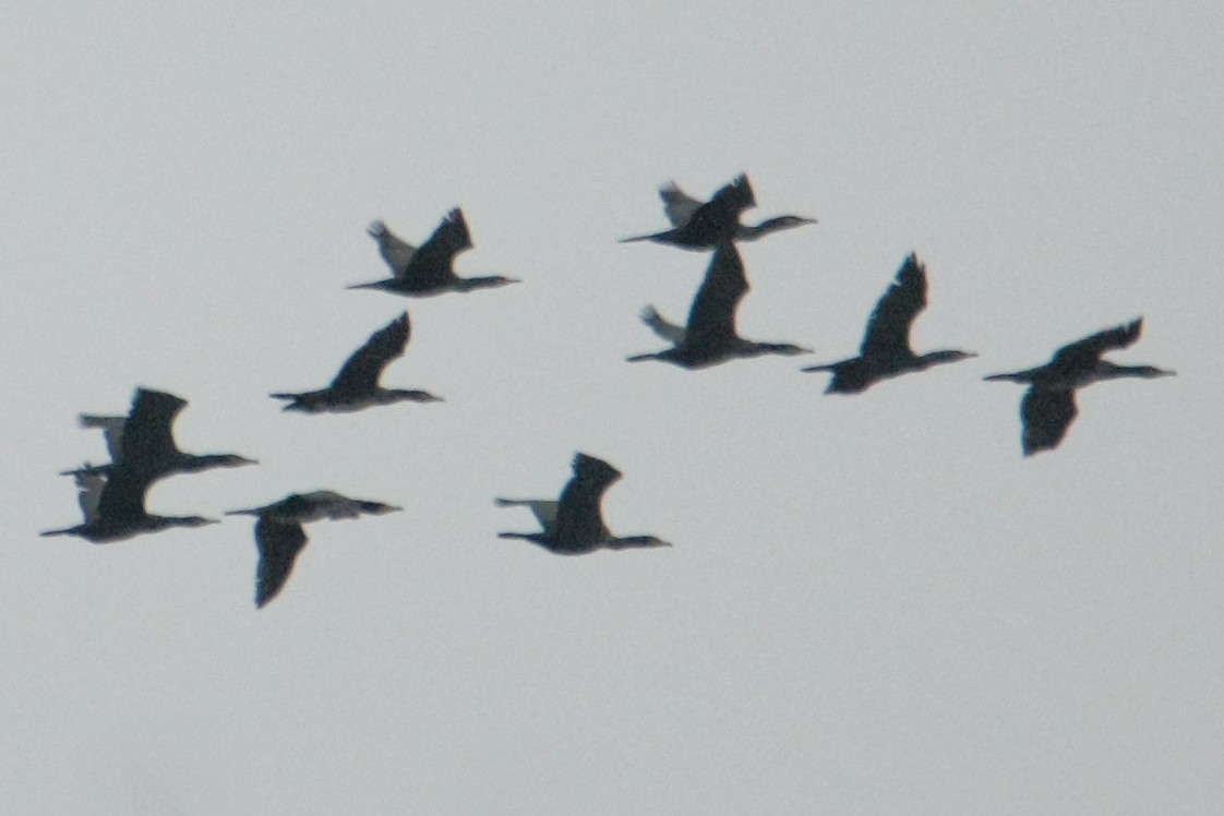 Kormoran - ML644202939