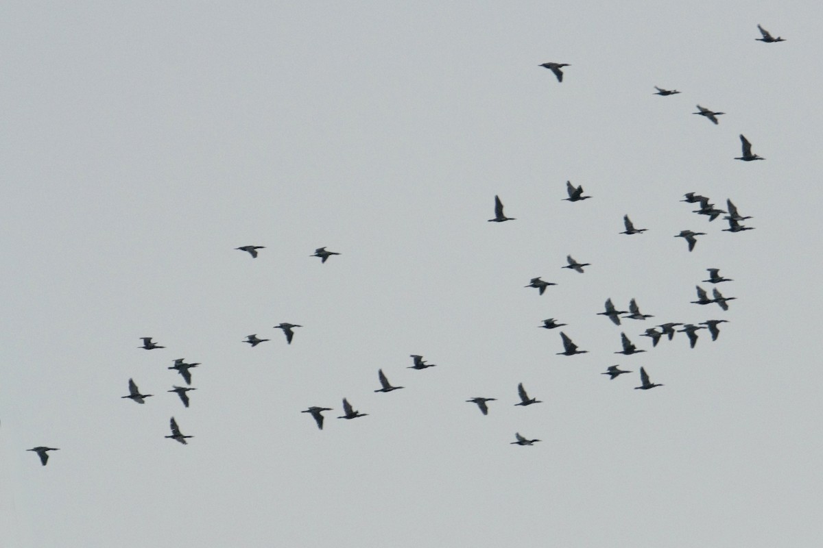 Kormoran - ML644202940