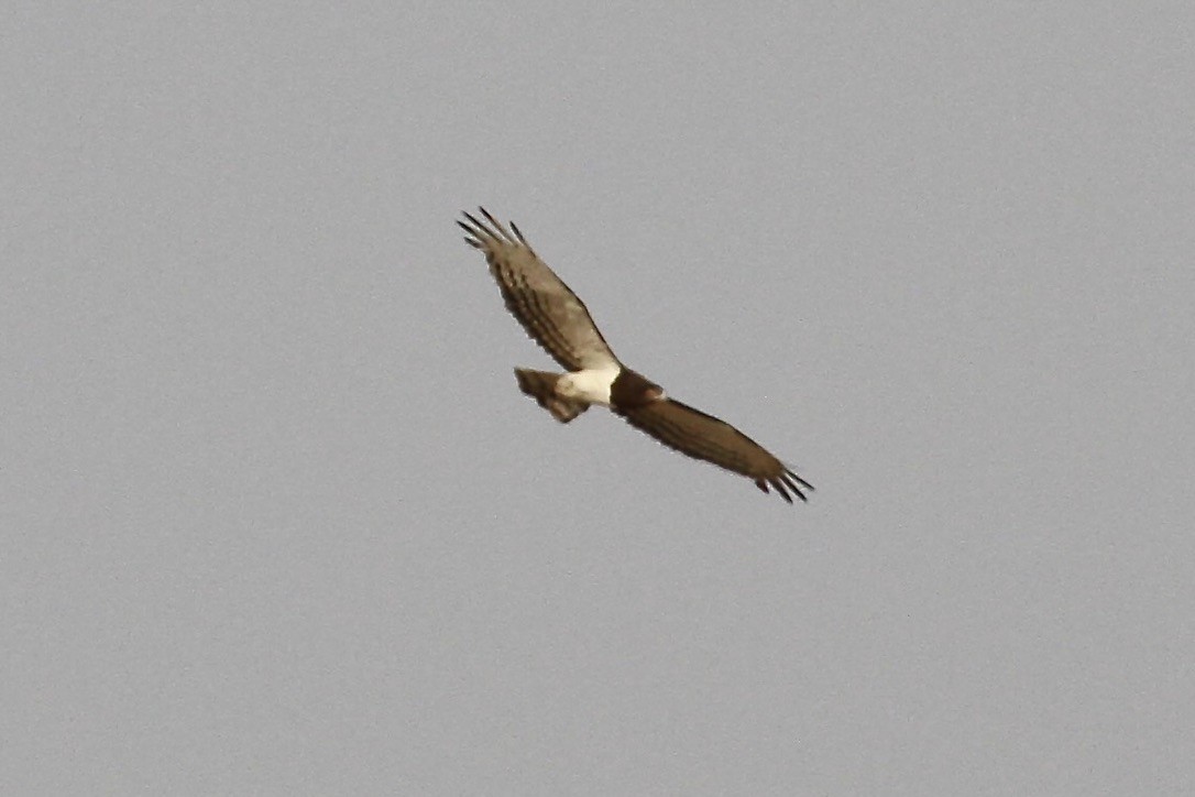 Schwarzbrust-Schlangenadler - ML644202942