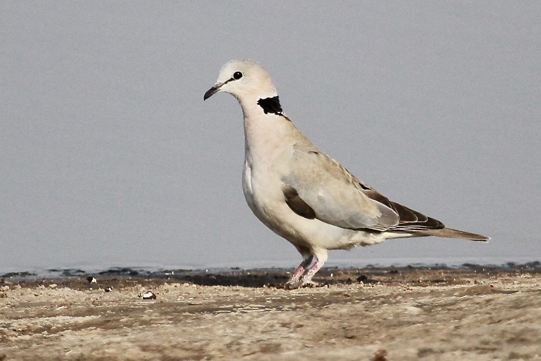 Gurrtaube - ML644202949