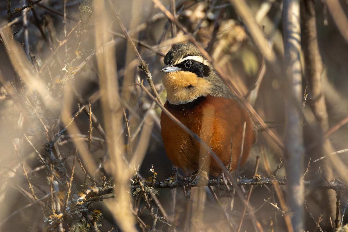 Olivscheitel-Bandvogel - ML644202950