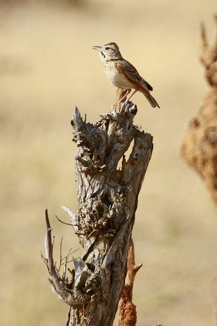 Rufous-naped Lark - ML644202962