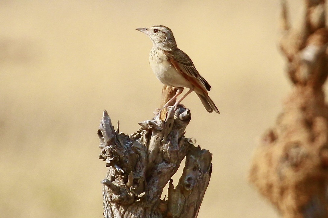 Rufous-naped Lark - ML644202963