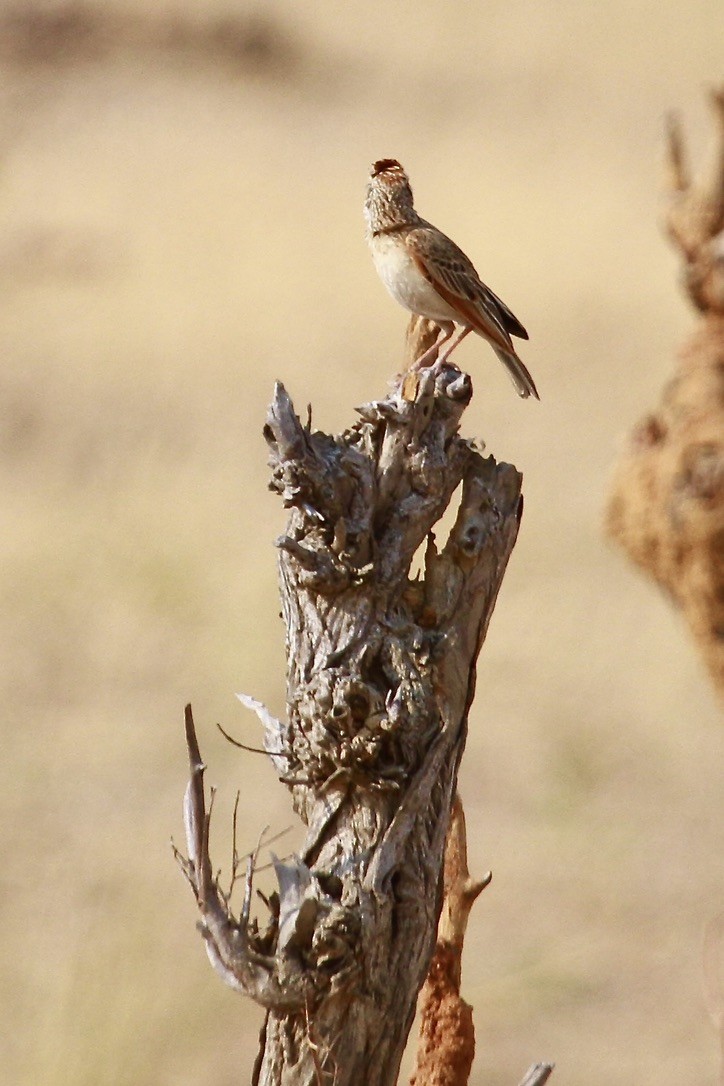 Rufous-naped Lark - ML644202964