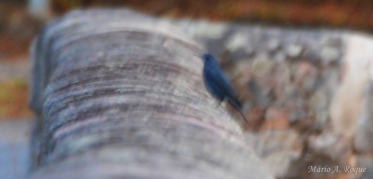 Blaumerle - ML644202965
