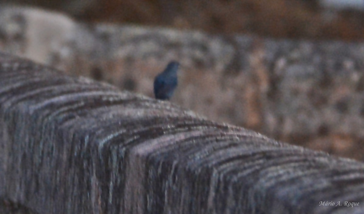 Blaumerle - ML644202966
