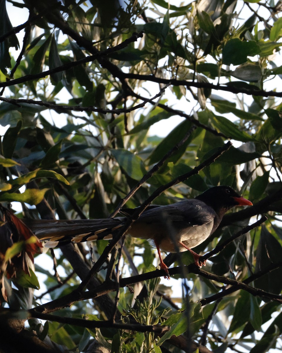 Red-billed Blue-Magpie - ML644202969