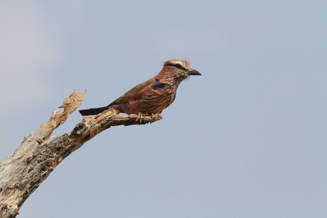 チャガシラニシブッポウソウ - ML644202994