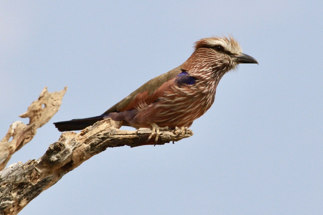 チャガシラニシブッポウソウ - ML644202995