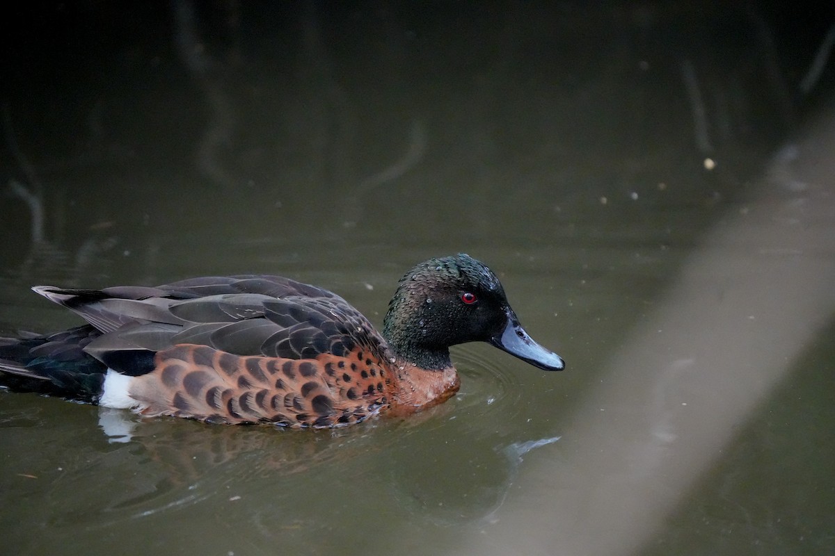 Chestnut Teal - ML644202997