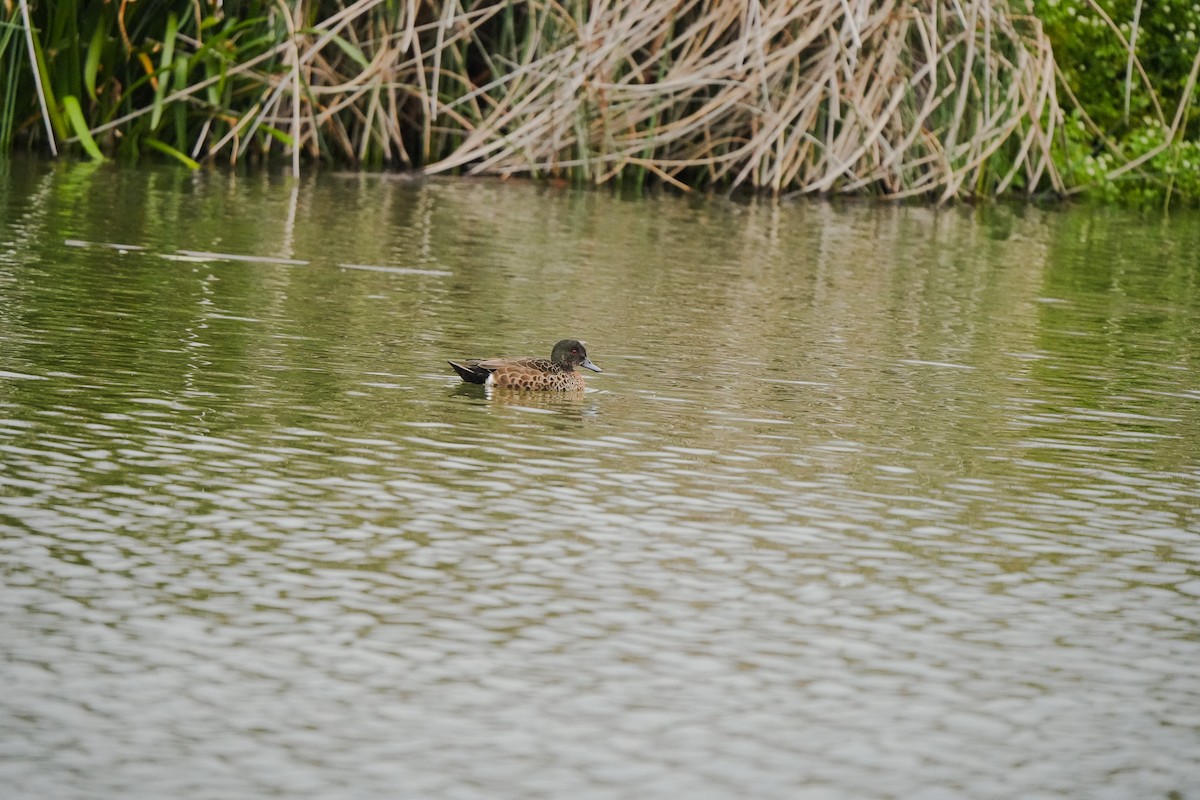 Chestnut Teal - ML644202998