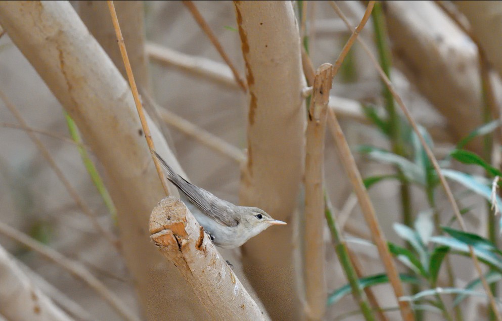 Eastern Olivaceous Warbler - ML644203003