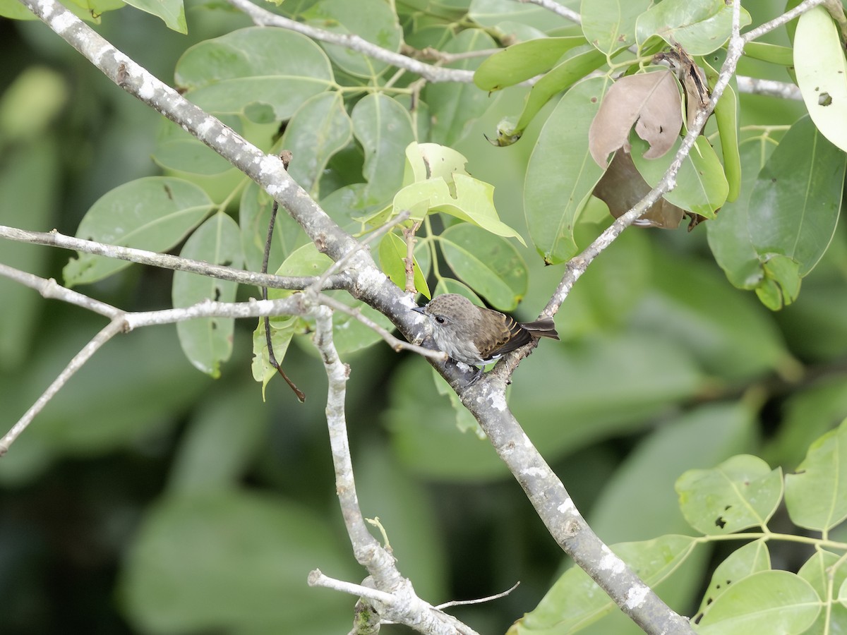 Brown-streaked Flycatcher - ML644203033
