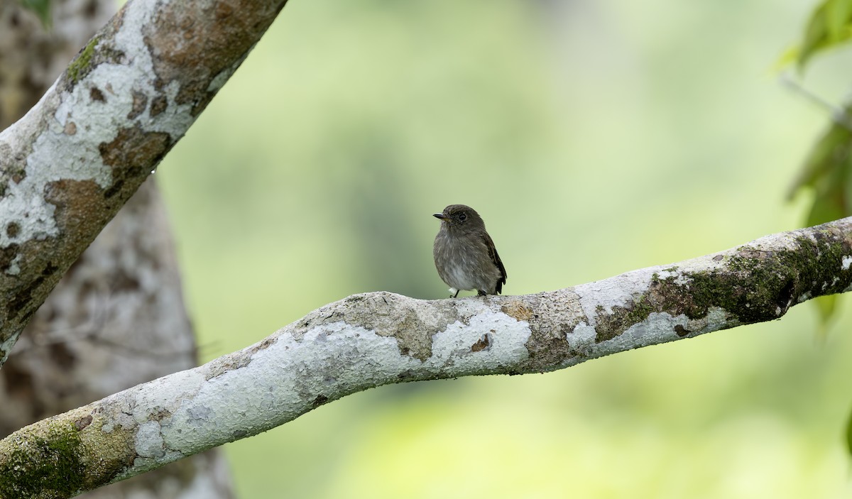 Brown-streaked Flycatcher - ML644203034