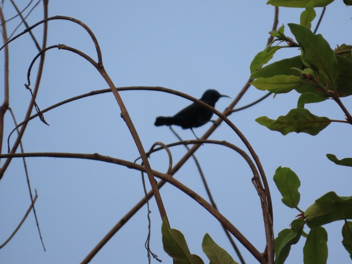 Purple Sunbird - ML644203037