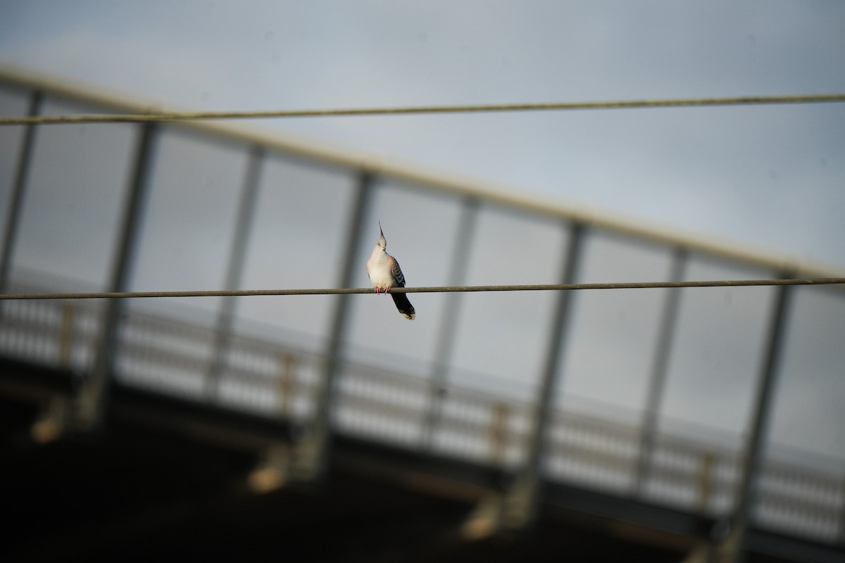 Spitzschopftaube - ML644203040