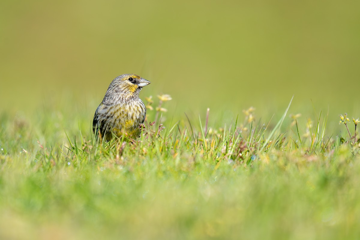 Yellow-bridled Finch - ML644203046