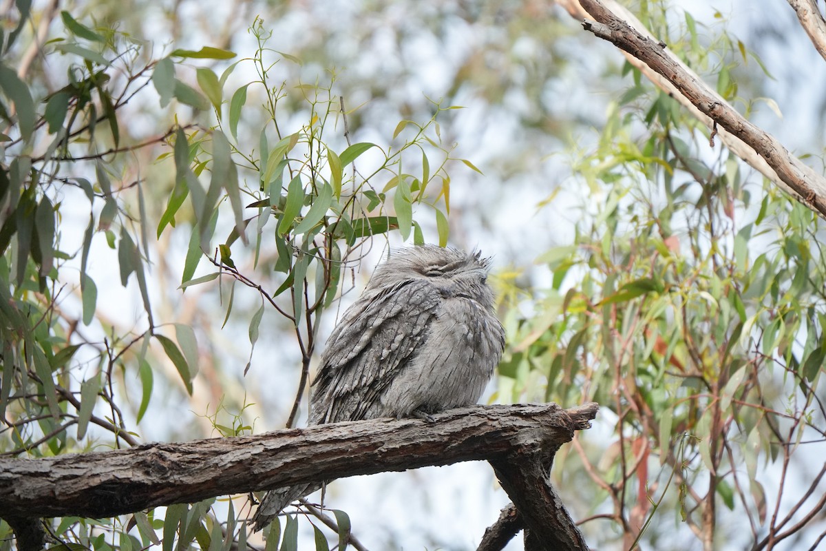 Tawny Frogmouth - ML644203052
