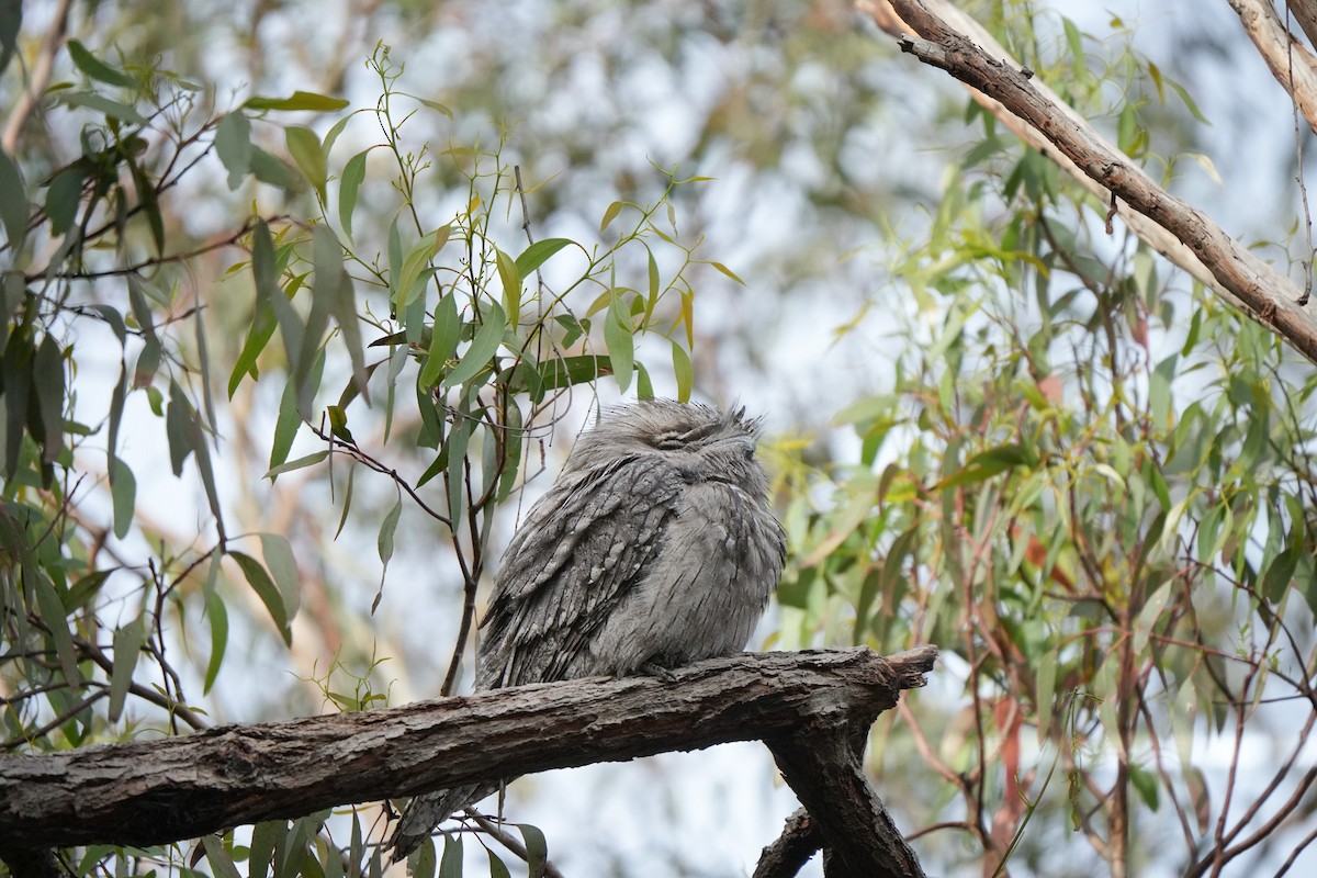 Tawny Frogmouth - ML644203053