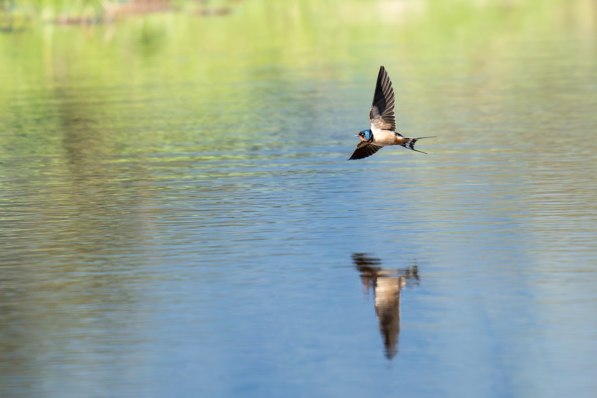 Barn Swallow - ML644203054