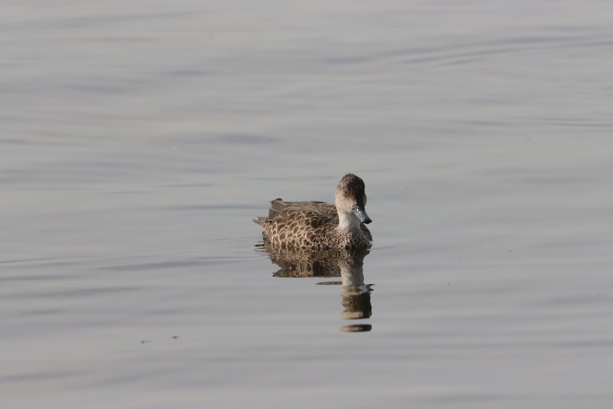 Zertzeta grisa - ML644203058