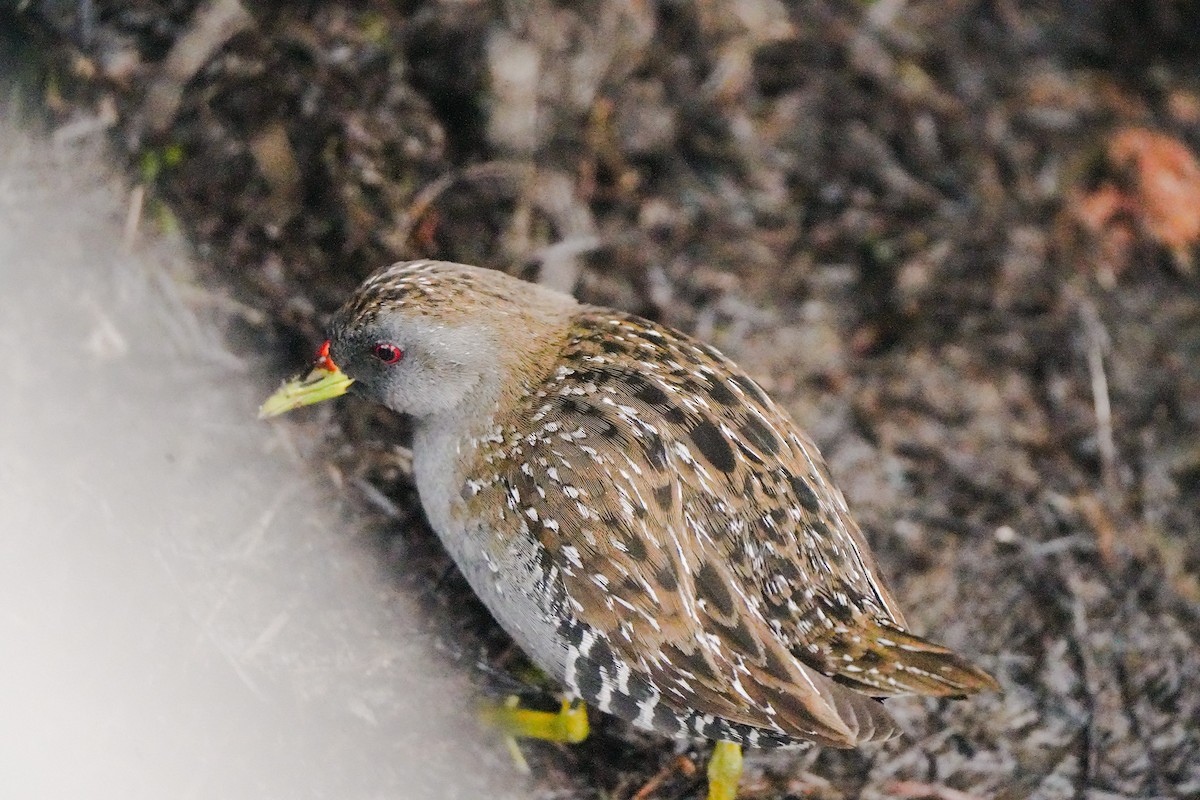 ミナミヒメクイナ - ML644203061