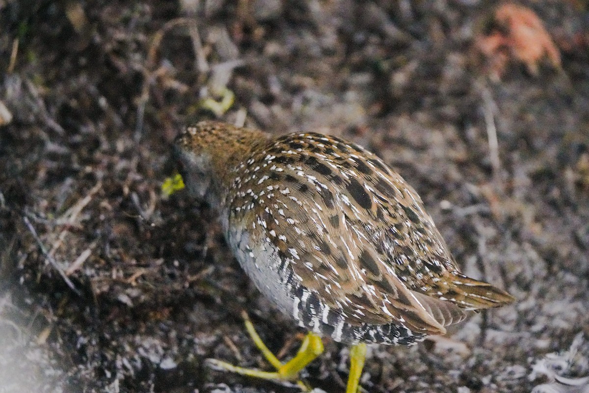 ミナミヒメクイナ - ML644203062