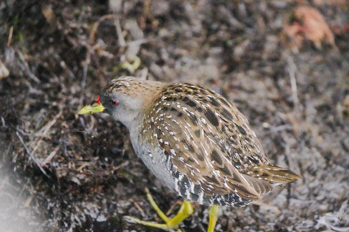 ミナミヒメクイナ - ML644203063