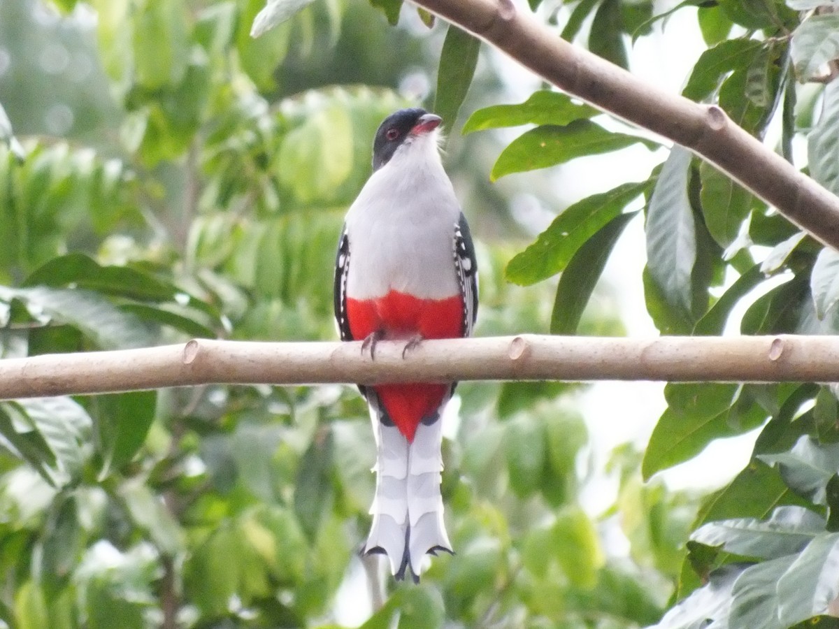 Cuban Trogon - ML644203077