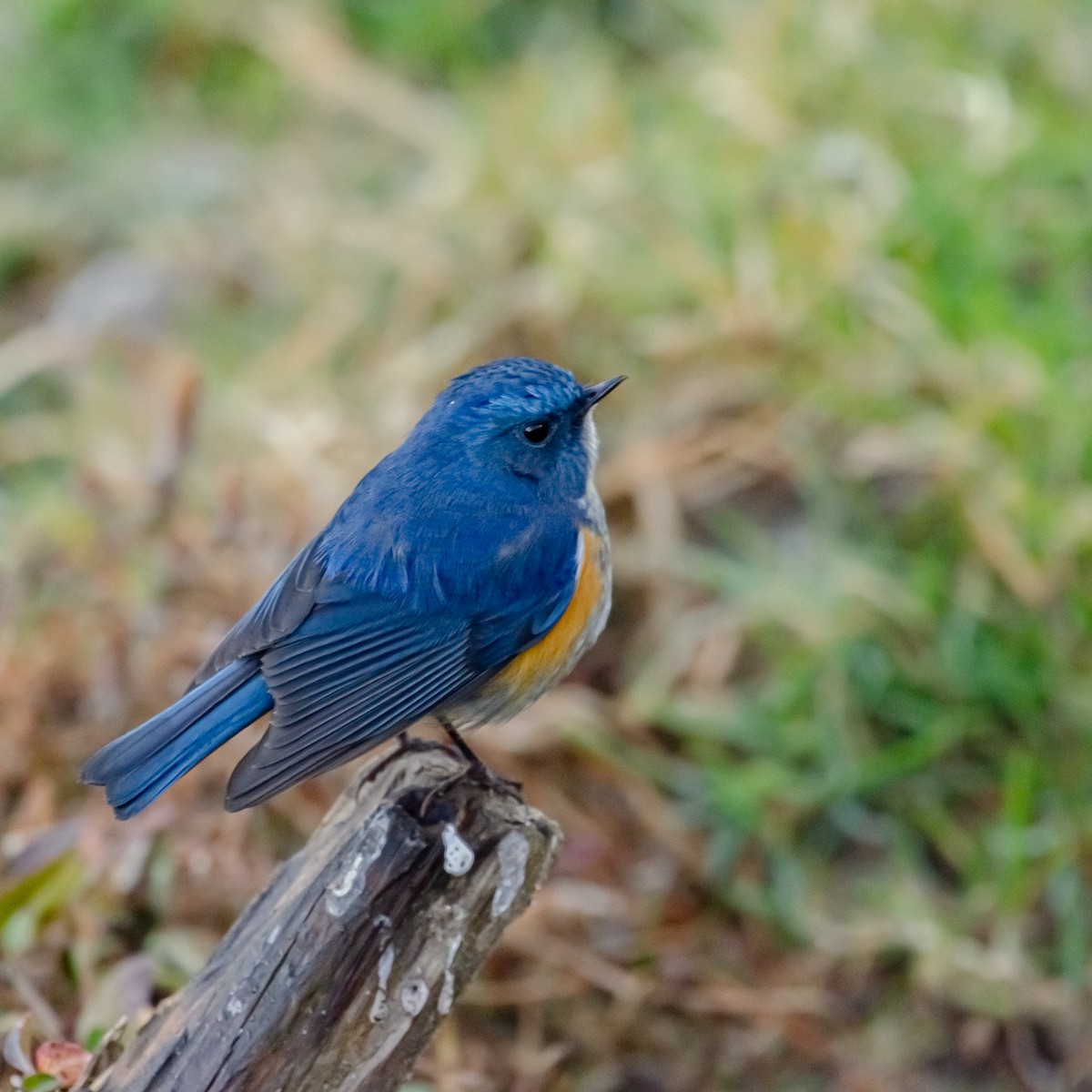 Himalayan Bluetail - ML644203079
