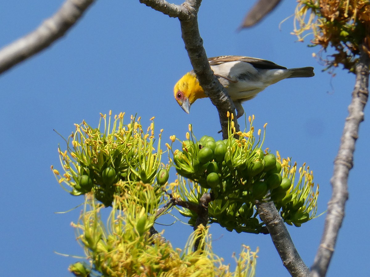 Sakalava Weaver - ML644203091