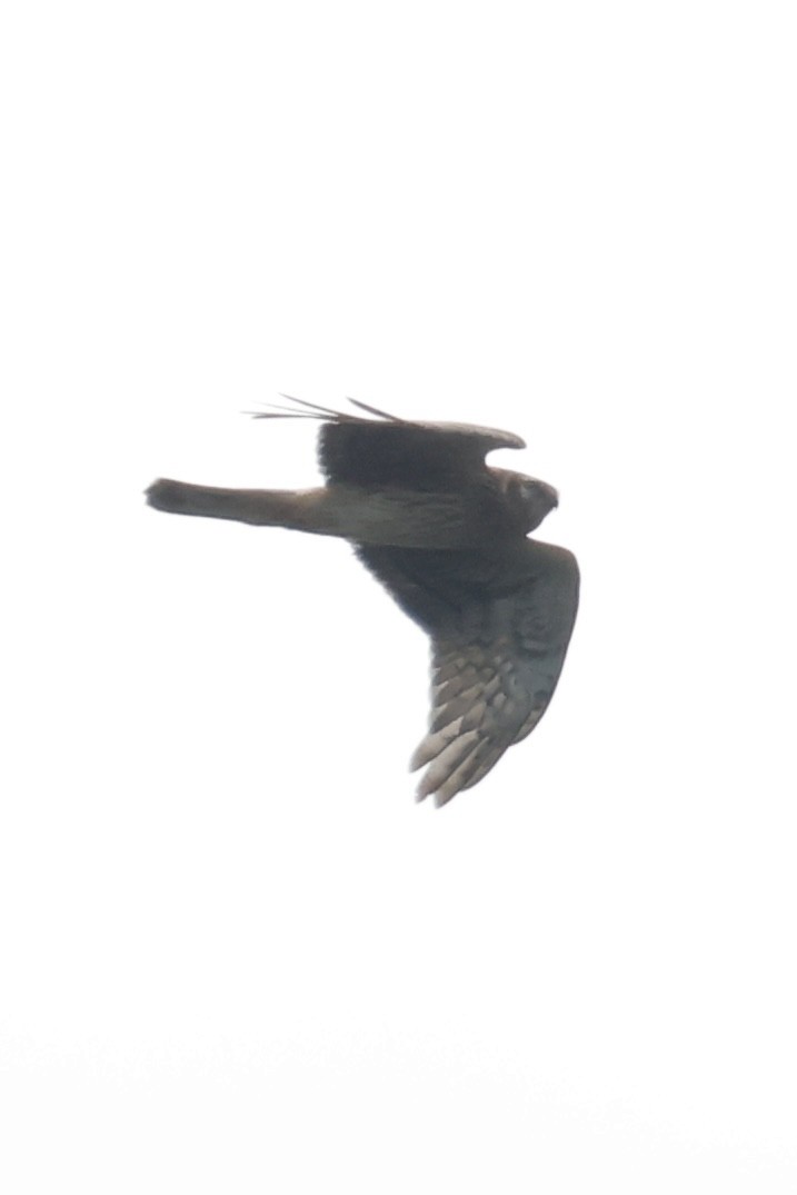 Eastern Marsh Harrier - ML644203095