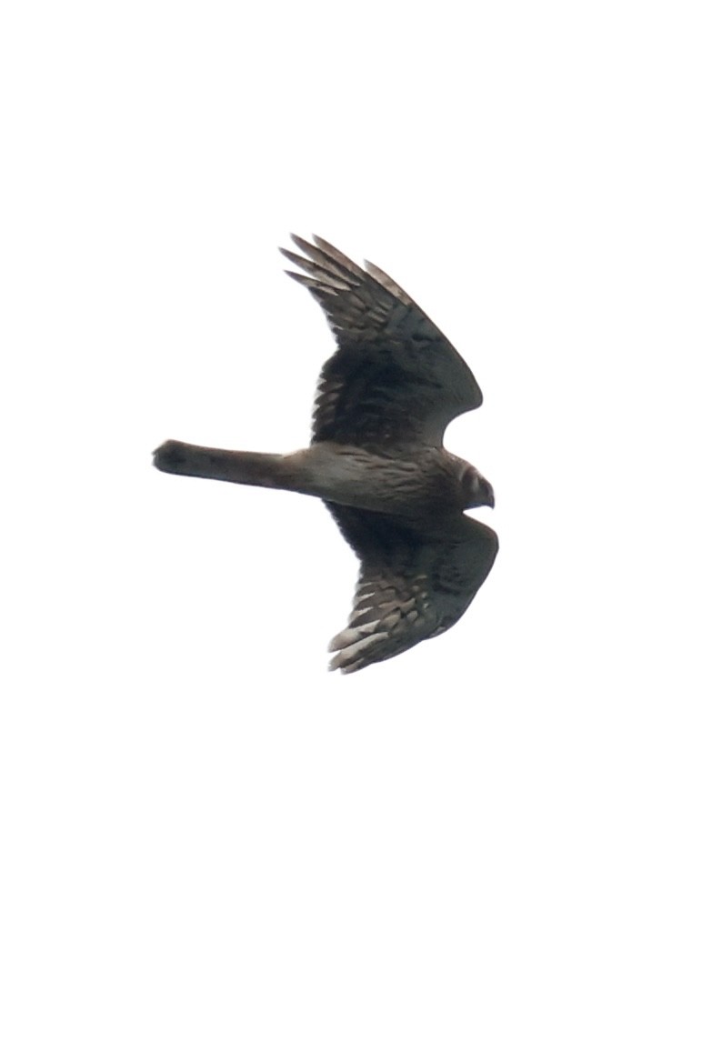 Eastern Marsh Harrier - ML644203096