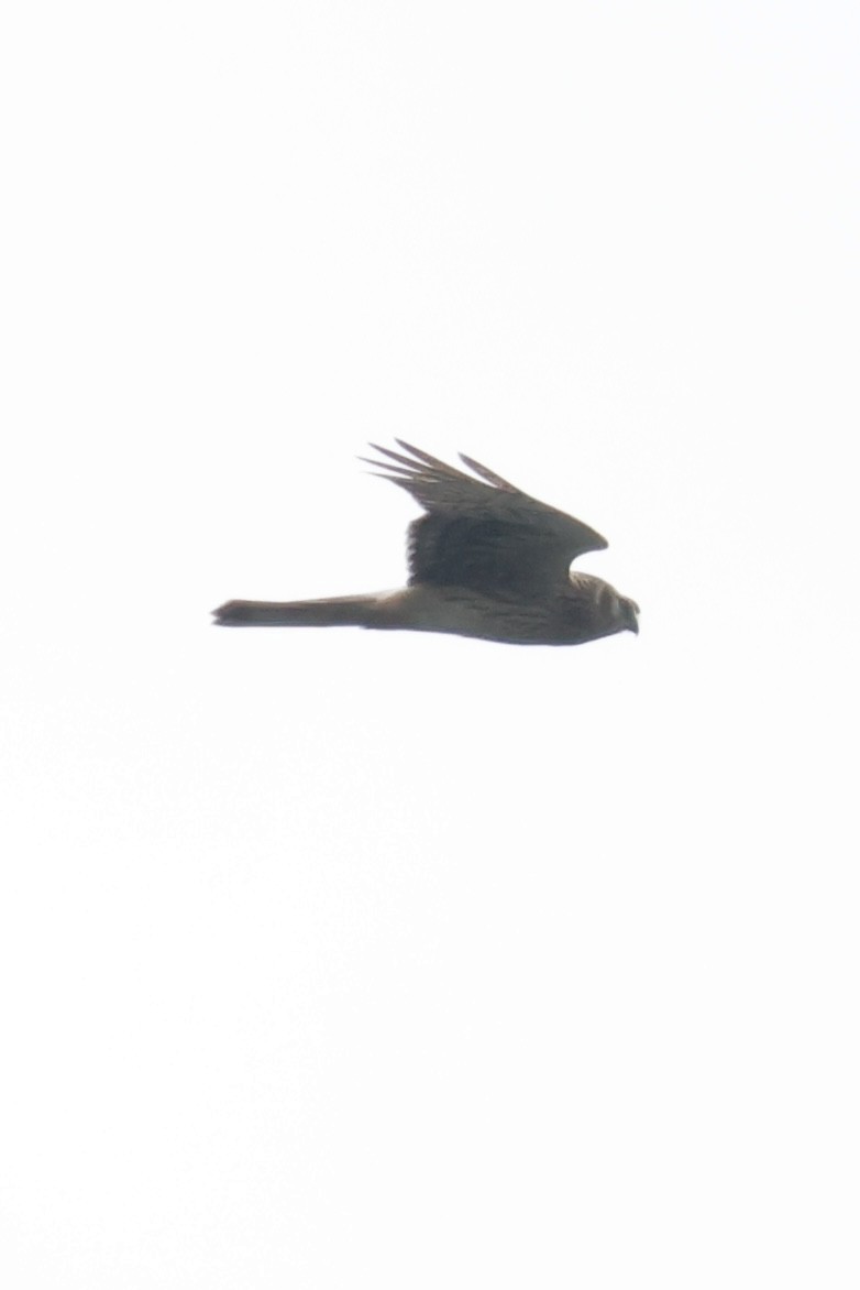 Eastern Marsh Harrier - ML644203097